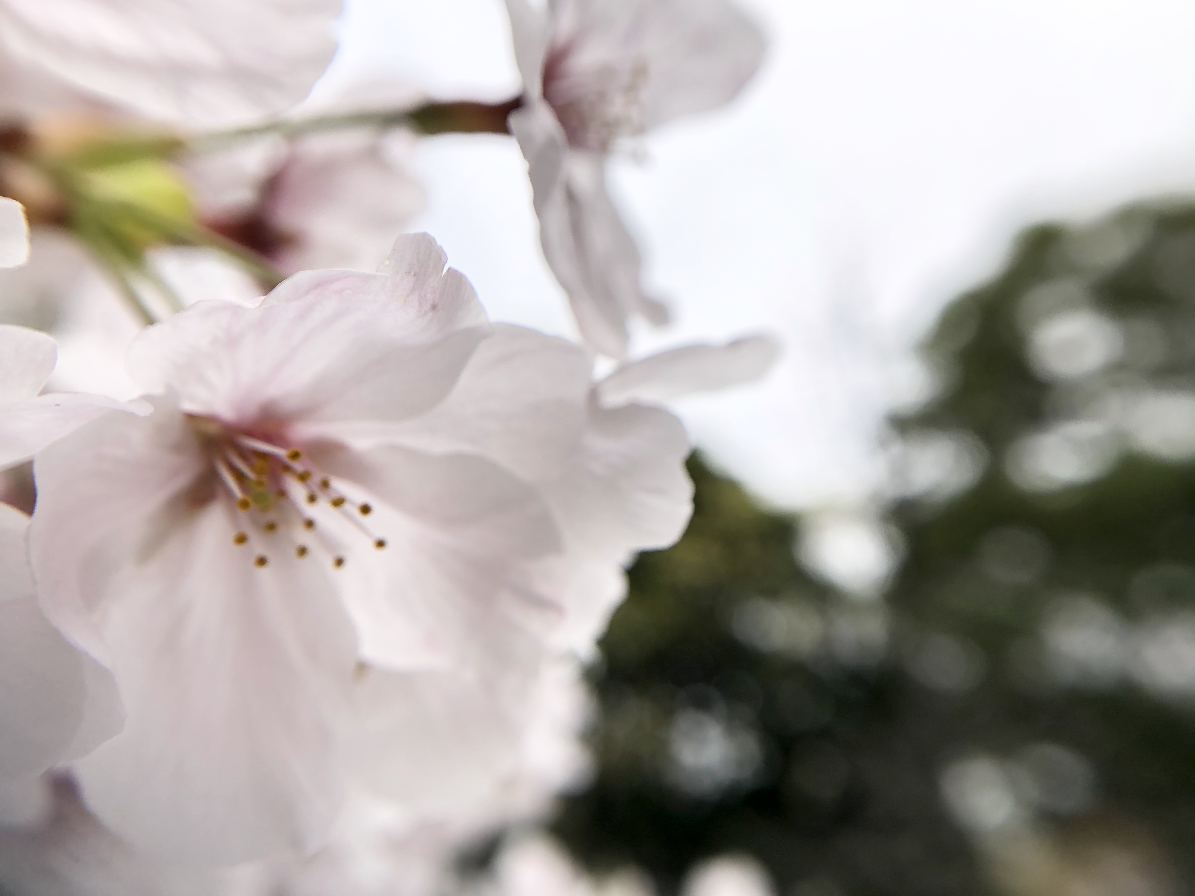【平和記念公園の桜】